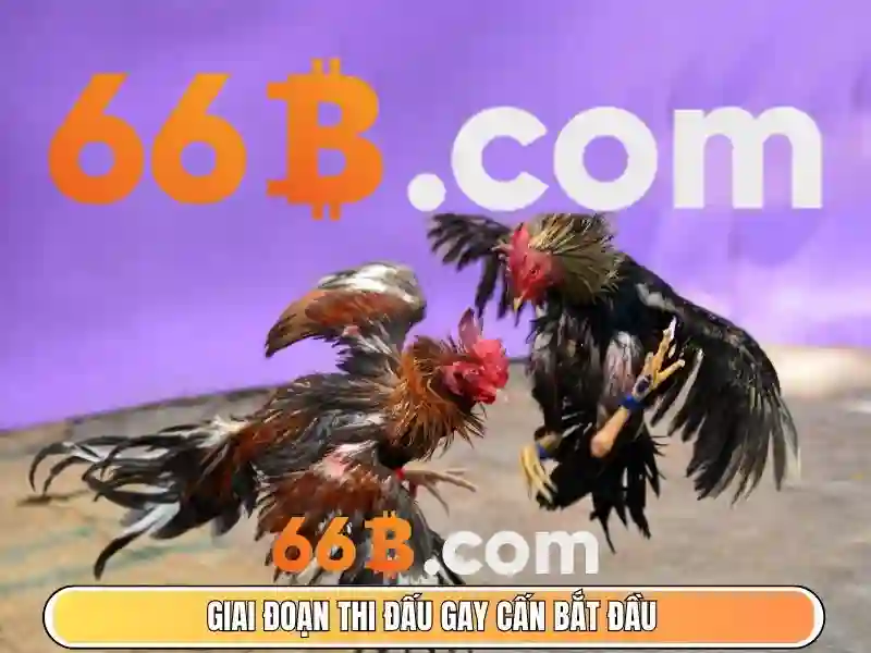 Khám phá 66b: Từ khái niệm đến ứng dụng
