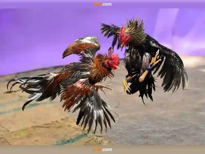 66b concord st wilmington ma 01887 – Tổng quan và tiềm năng thương hiệu