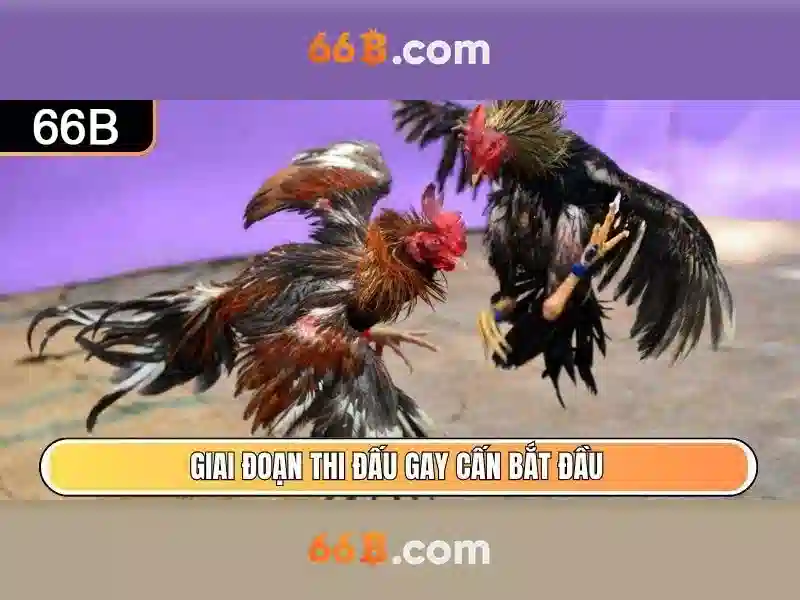 Khả năng và đặc tính của 66B