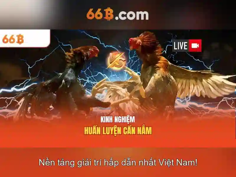 Kết luận về 66b